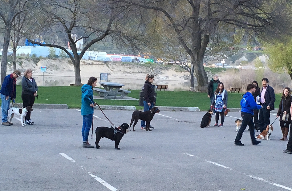 obedience classes for dogs